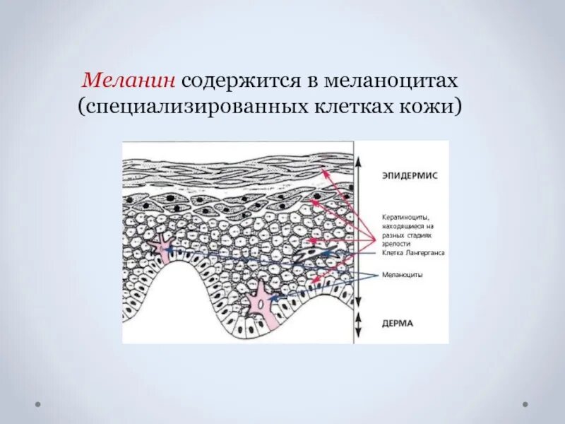 Пигмент кожи меланин находится. Меланоциты меланин кожа. Меланин в эпидермисе кожи. Меланин содержится. Пигмент меланин содержится.