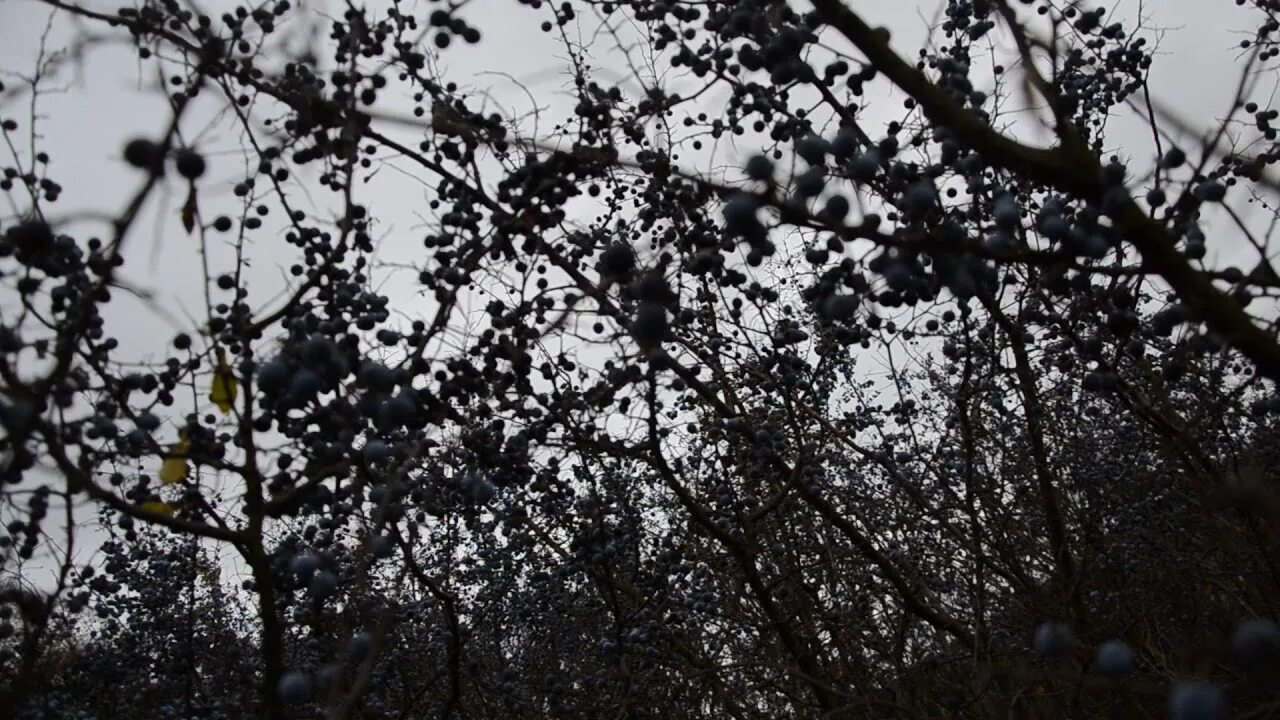 Терновый венок иисуса христа. Терновник колючий куст. Тёрн ягода. Терн терновник куст. Терновник ютуб.