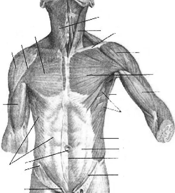 Передняя часть человека. Анатомический атлас Грудина. Дельтовидно грудная борозда. Дельтовидно грудная борозда анатомия. Фасции туловища анатомия.