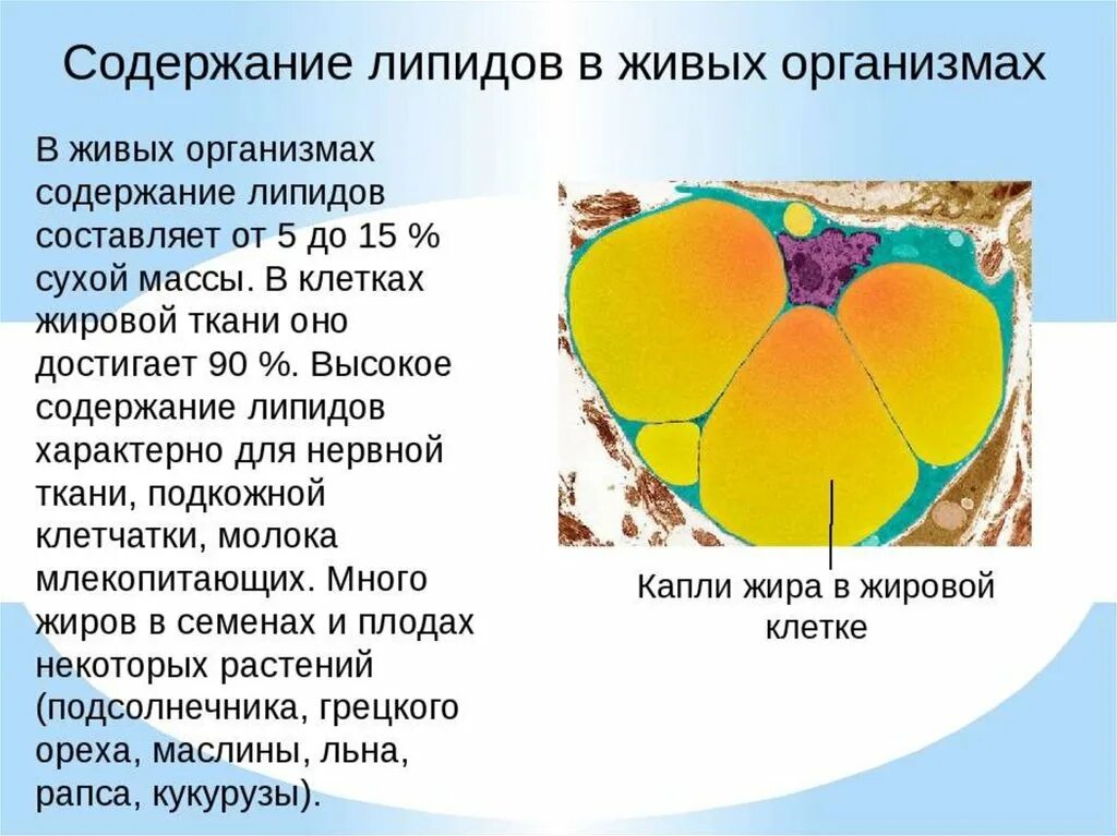 Липиды растительного происхождения. Функции липидов биология. Строение сложных липидов. Липиды биология презентация. Строение простых липидов.