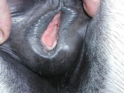 Close up dog mating