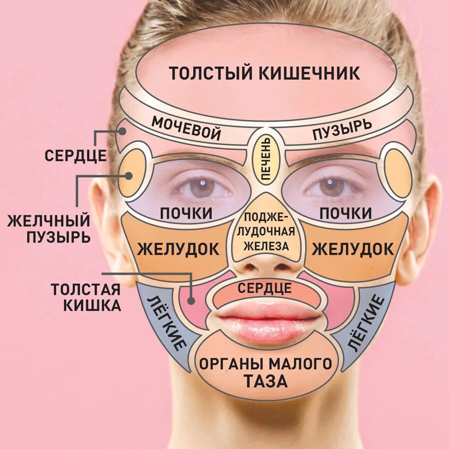 Симптомы заболеваний внутренних органов. Зоны на лице отвечающие за внутренние органы прыщи. зоны на коже лица отвечающие за неполадки внутренних органов. зоны появления прыщей на лице. зоны высыпания прыщей на лице.