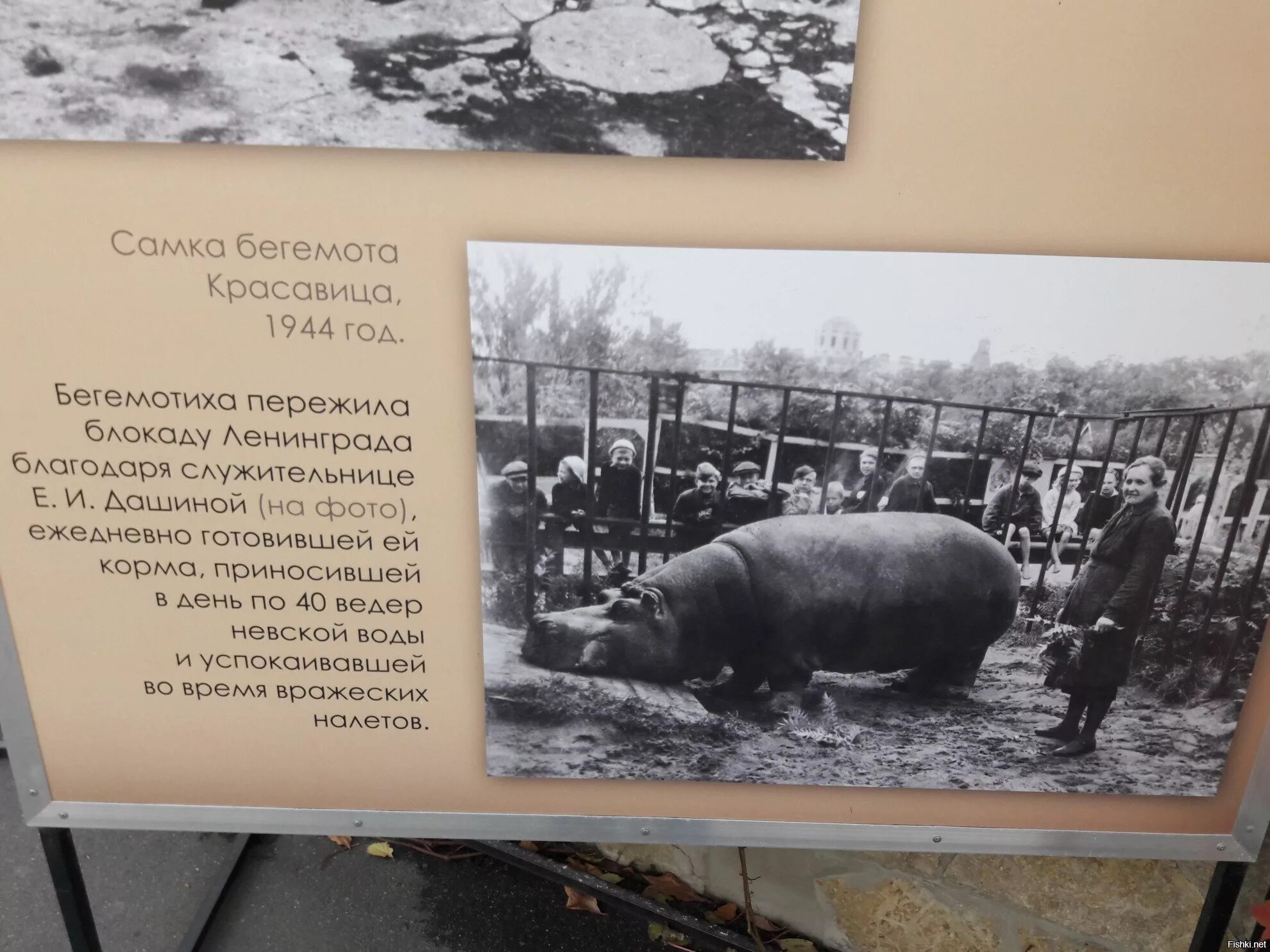 Бегемот в блокадном ленинграде. Бегемотиха блокада ленинграда. ленинградский зоопарк в блокаду ленинграда. ленинградский зоопарк в блокаду. животные во время блокадного ленинграда.
