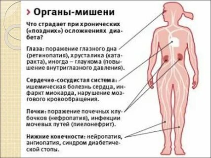 Органы мишени