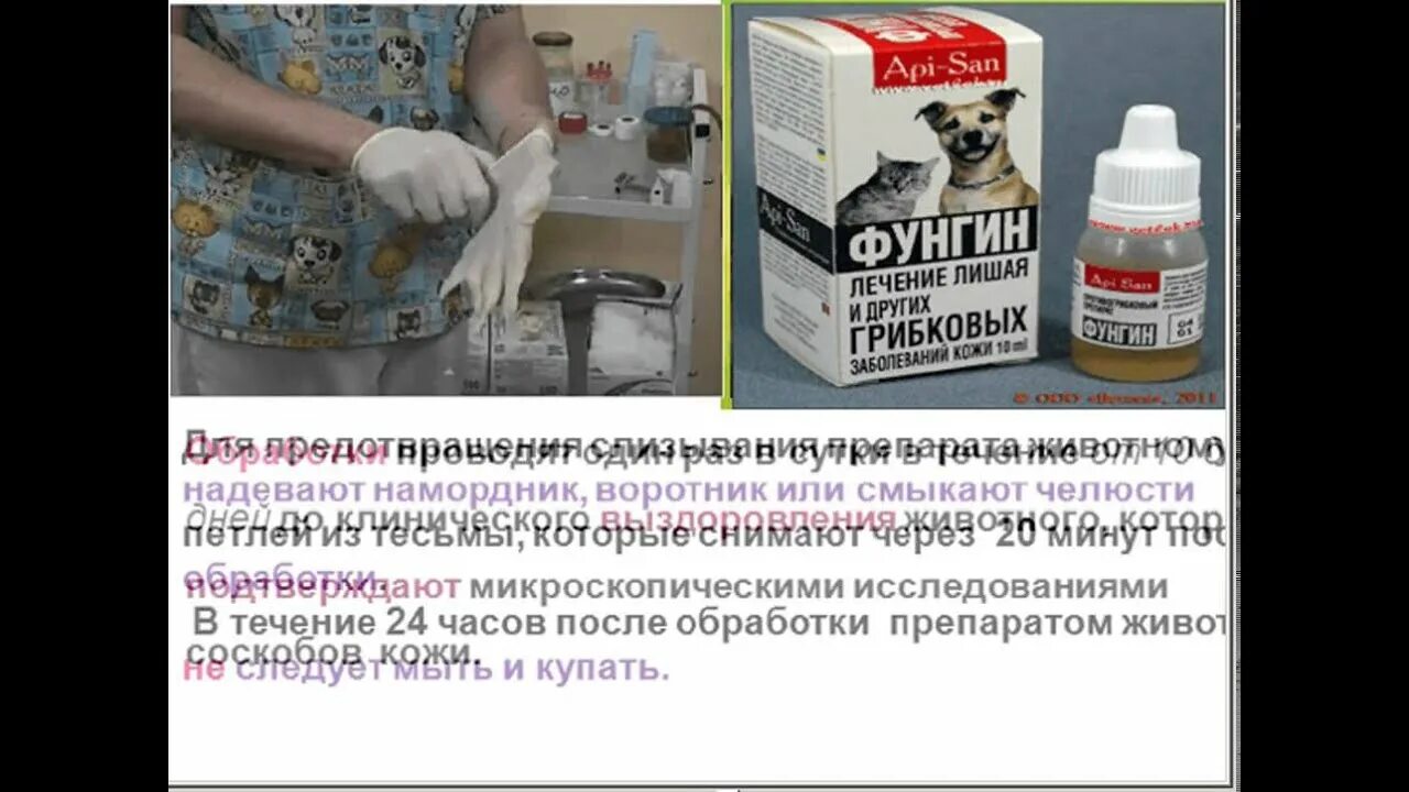 Средство от лишая у кошек. Фунгин. Противогрибковые препараты для кошек.