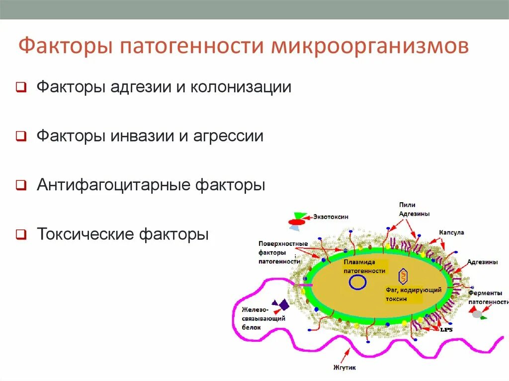 Схема факторы патогенности микроорганизмов. Факторы патогенности микробиология. Факторы адгезии и колонизации микроорганизмов. Факторы патогенности микроорганизмов микробиология. Группа патогенности вируса ковида