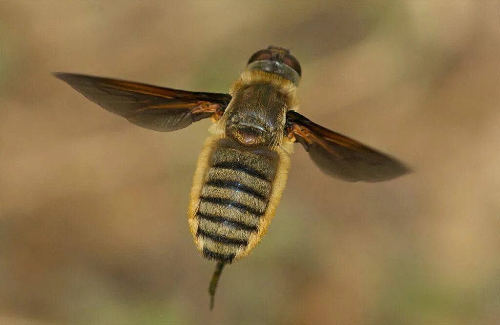 Bee fly. Двукрылые пчелы. Летающий с жалом. Bee is Fly.