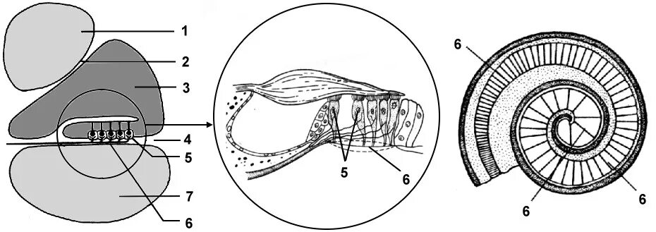 Окно улитки расположено. Эндолимфа и перилимфа. Кортиев орган перилимфа. Строение внутреннего уха эндолимфа. Внутреннее ухо улитка анатомия.