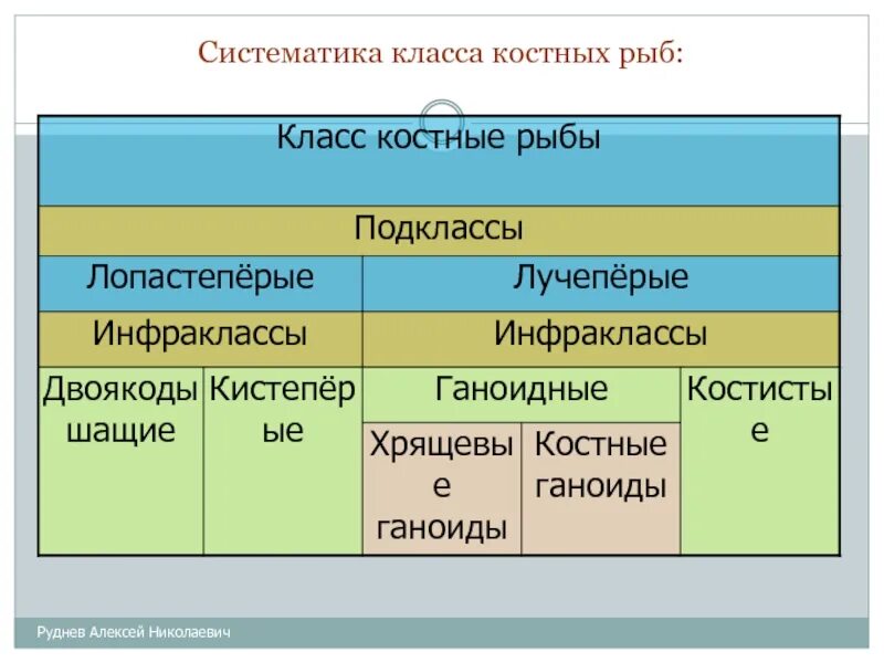 Характеристика групп рыб. Лучеперые рыбы систематика. Систематика класса костные рыбы. Отряды костных рыб таблица. Класс хрящевые рыбы систематика.