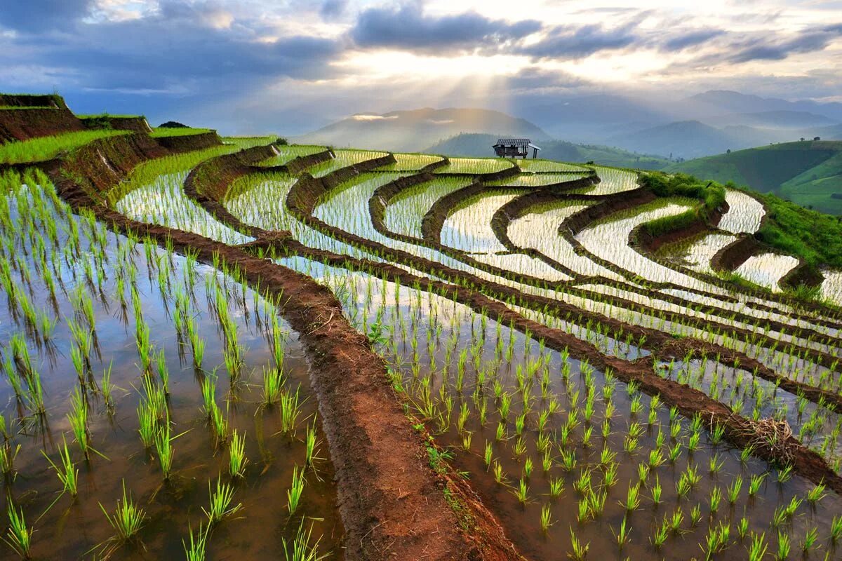 Покажи видео как выращивают. Рисовые террасы Чиангмай. Рисовые террасы в Тайланде. Рисовые террасы Тохоку. Рисовые плантации в Индии.