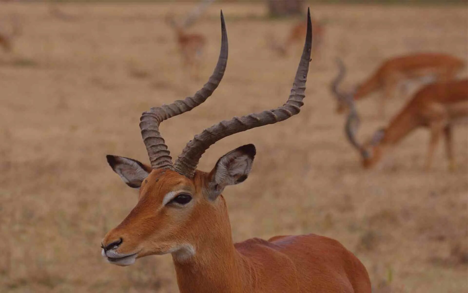 Антилопы африки. Африканская антилопа 6 букв. Винторогий сайгак. Антилопа джейран. Антилопа джейран.
