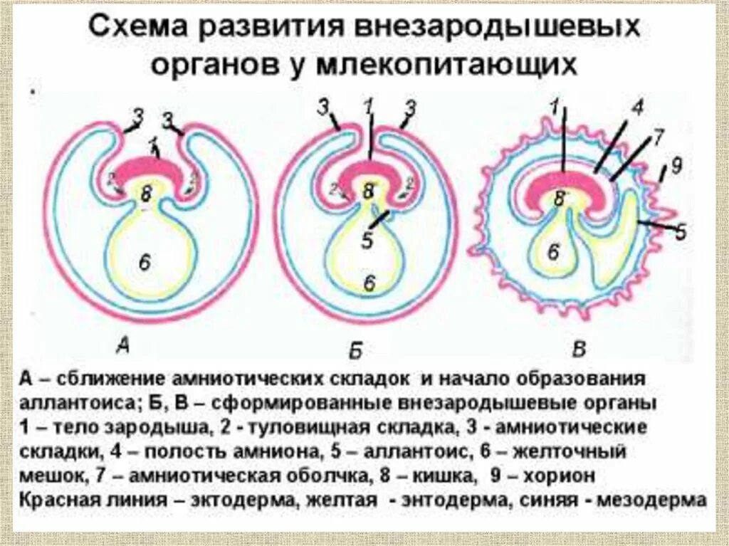Индукция гистология