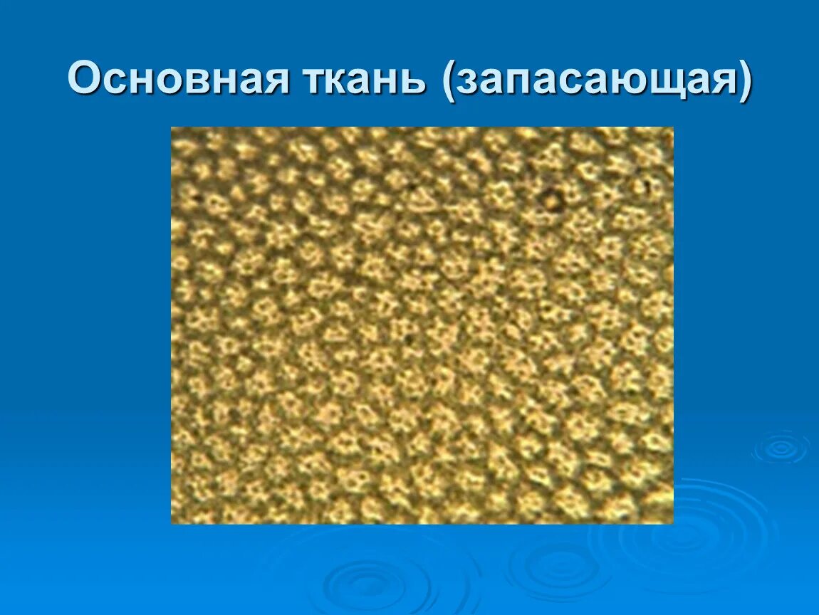 Запасная ткань растений. Основная запасающая ткань растений. Ткани растений запасающая ткань. Основные ткани растений запасающая. Запасающая ткань паренхима.