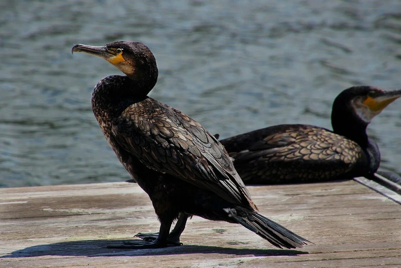 Баклан черноморский птица. Байкальский баклан. Phalacrocorax carbo. Нырок черноморский баклан. Балкан птица.