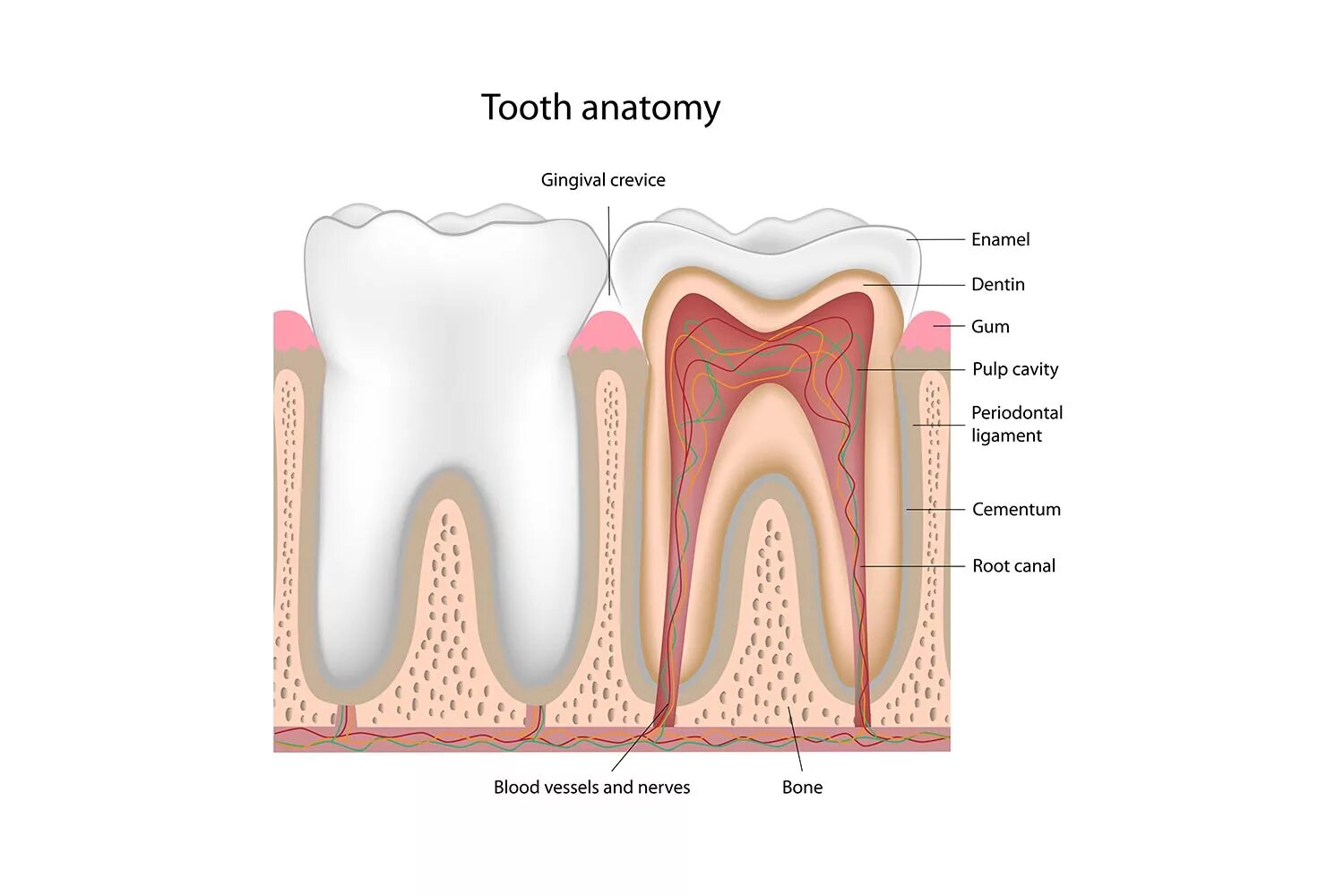 Строение передних зубов человека нижней челюсти. Строение зуба человека фото с описанием. Зубы внутреннее строение зуба. Строение зуба кариес пульпит. Где живут зубы.