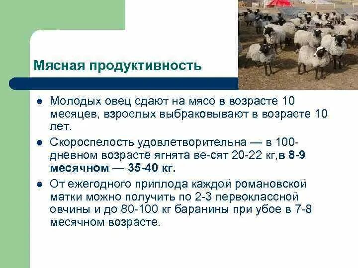 Сколько ягненок надо молока. Мясная продуктивность породы овец. Мясная и молочная продуктивность овец. Оценка мясной продуктивности овец. Породы овец мясного направления.