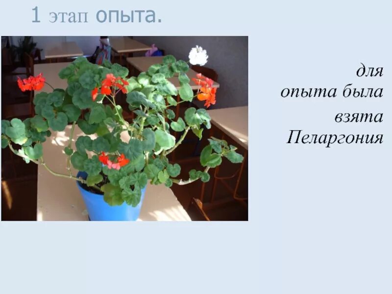 Объясните почему в листьях пеларгонии окаймленной. Опыт с геранью. Герань эксперимент. Опыт по биологии с геранью. Фотосинтез опыт с геранью.