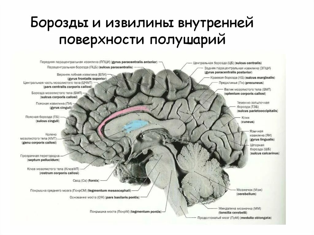 Содержит борозды и извилины какой мозг. Поясная борозда головного мозга. Извилины мозга медиальная поверхность. Борозды и извилины головного мозга анатомия. Медиальная борозда головного мозга.