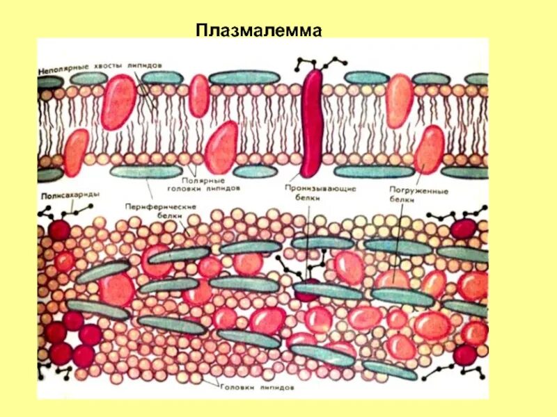 Цитоплазматическая мембрана(плазмалемма строение. Структура клетки плазматическая мембрана. Плазмалемма структура. Плазматическая мембрана плазмалемма функция. Клеточная мембрана плазмалемма.