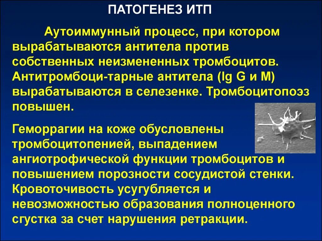 Тромбоцитопеническая пурпура симптомы патогенез. Аутоиммунная тромбоцитопения пурпура. Идиопатическая тромбоцитарная пурпура патогенез. Иммунная тромбоцитопеническая пурпура клинические признаки. Развитие тромбоцитопении