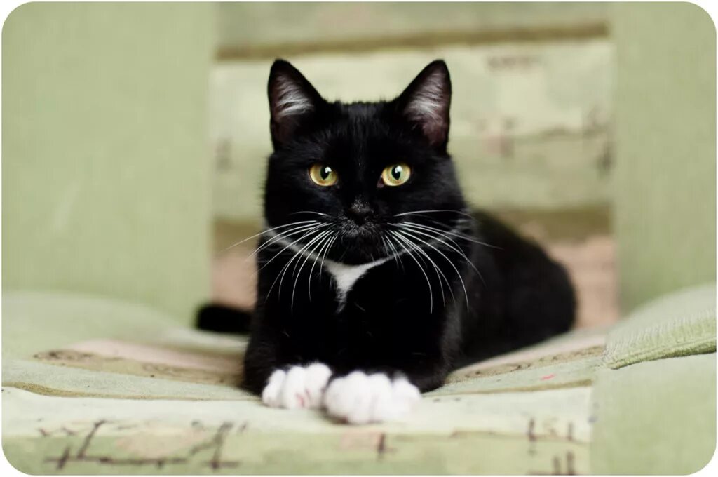 черный кот с белой лапой. черная кошка с белыми лапками. черная кошка с белыми лапками. черная кошка с белой грудкой. черный котенок с белыми лапками и грудкой.