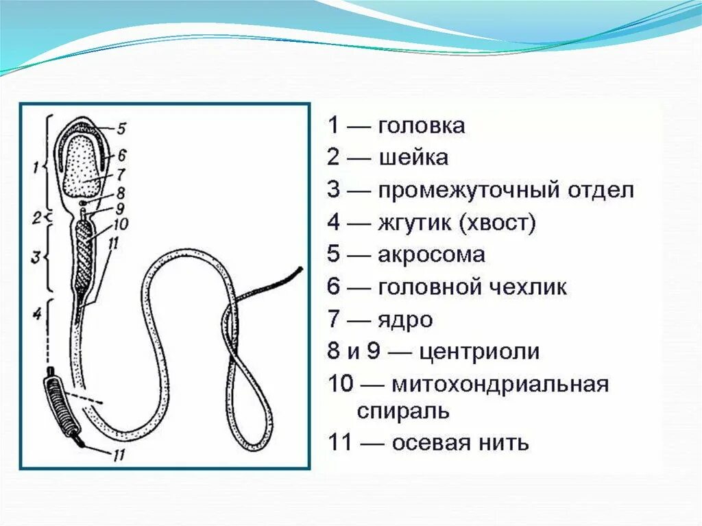 Мужская половая клетка. Схема строения сперматозоида млекопитающего. Ультрамикроскопическое строение сперматозоида. Строение жгутикового сперматозоида. Строение сперматозоида млекопитающего.