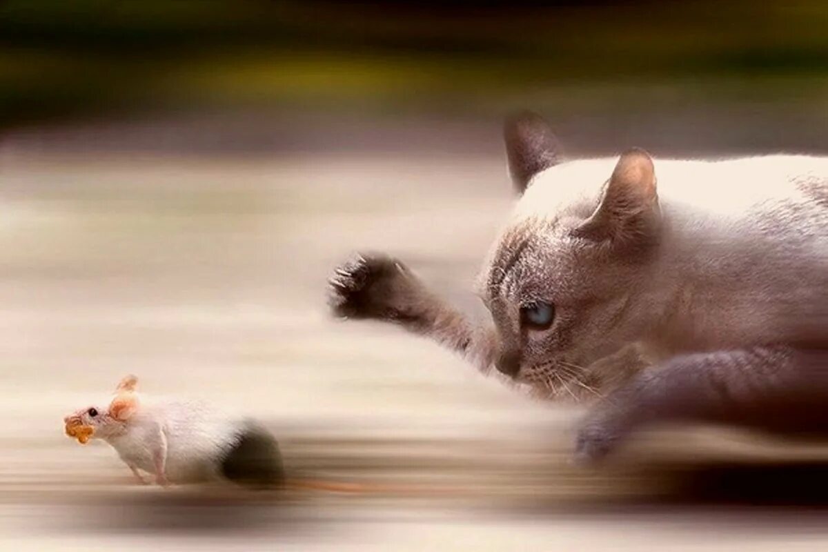 Нежное это культурный кот speed up. Котик бежит. Кошка за мышкой. Кот гонится за мышью. Котята бегают.