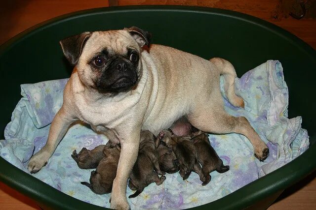 сколько ходят мопсы. сколько ходят мопсы. мопс щенок токо родившиеся. сколько щенков рожает мопс. сколько ходят мопсы.