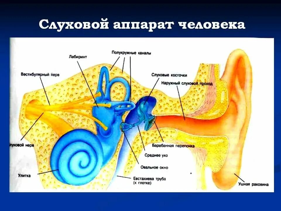 Орган слуха состоит из наружного. Слуховой аппарат строение анатомия. Внутреннее строение уха человека для детей. Слуховой аппарат строение уха. Слуховой аппарат ухо анатомия.