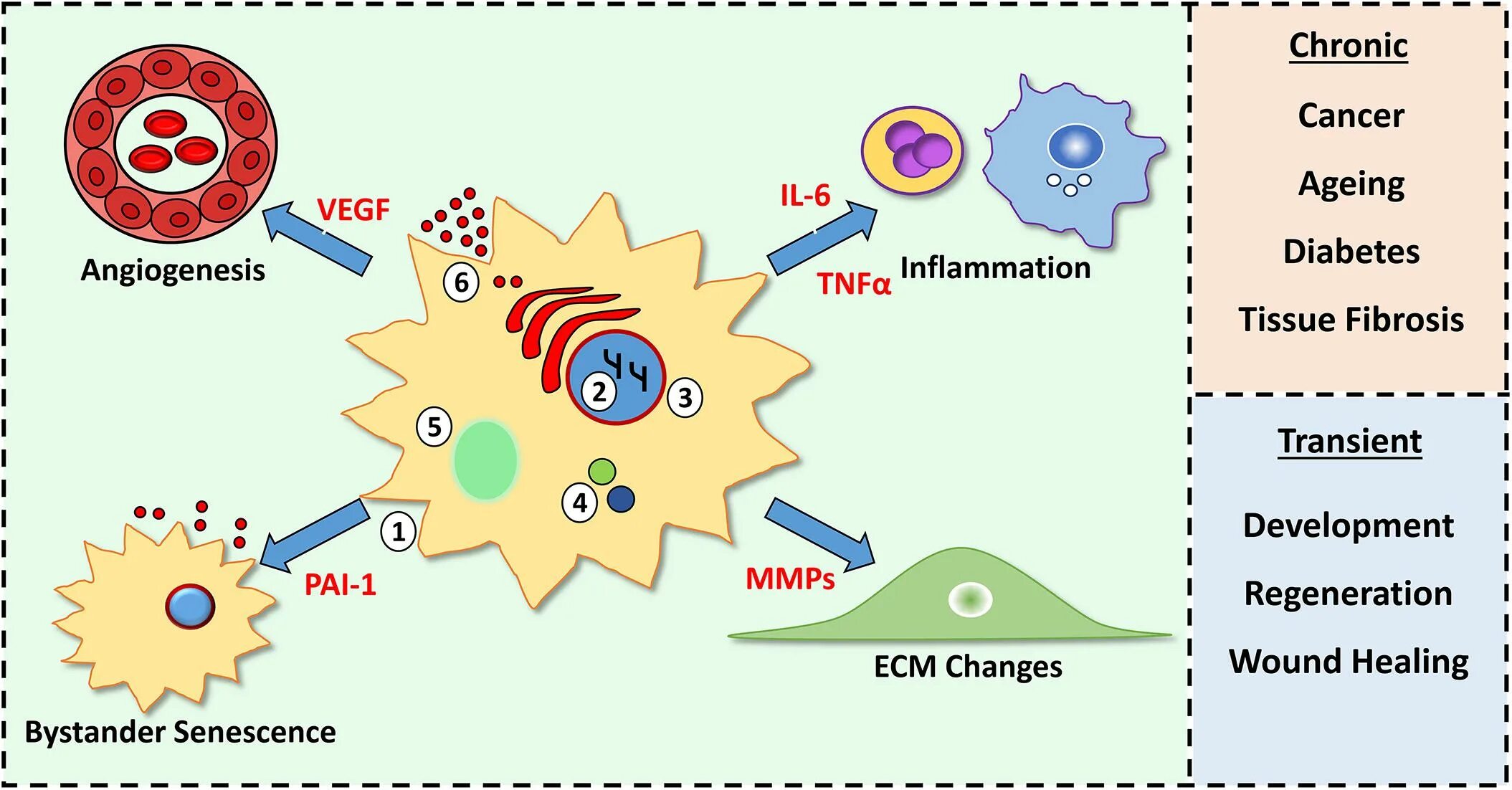 Replicative senescence. Cellular senescence. Cell senescence Cell Aging различия. P53 senescence ICC. Ветров транскрипция