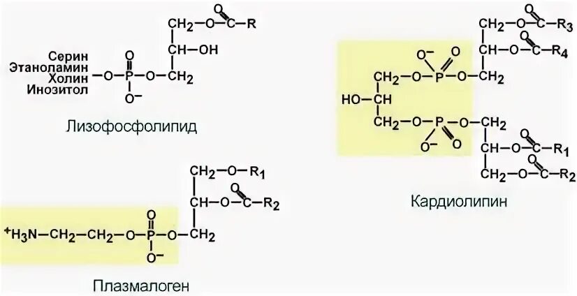 Строение фосфолипида на примере фосфатидилхолина Липиды мяса