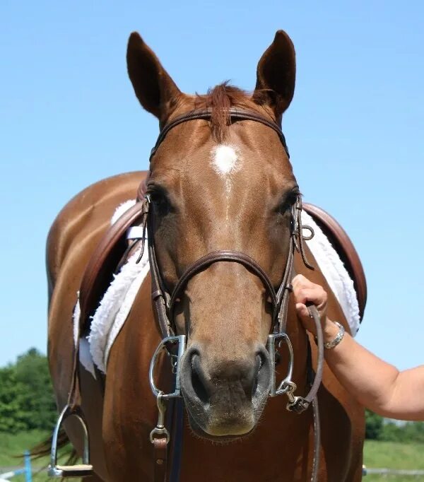 Лошадь породы пинто выездка. Седловка лошади. Верхово-вьючные породы лошадей. Аппалуза лошадь оседланная. Оседлать коня.