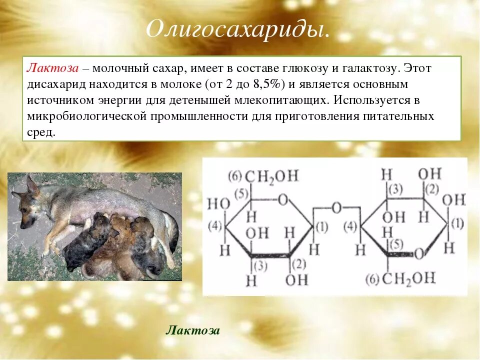 Сахароза биологическая роль. Лактоза классификация. Лактоза роль в биологии. Строение олигосахаридов. Биологическая роль лактозы биохимия.