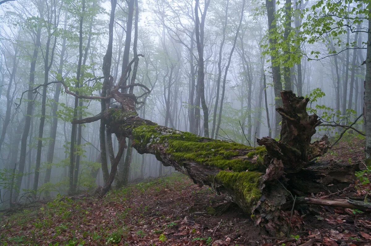 Таворский дуб. Большое поваленное дерево. Лежачее дерево. Дерево арак. Бревно в лесу.