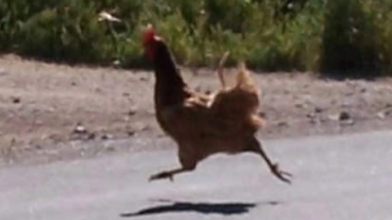 Почему петух крутит головой. Неподвижная голова курицы. Курочка убегает. Почему петух крутит головой. Проснулся от крика петуха самокат.