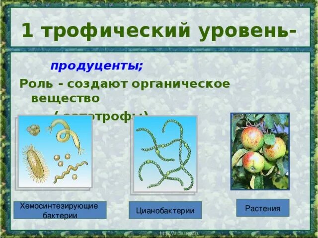 Хемосинтезирующие бактерии в экосистеме продуценты. Хемосинтезирующие бактерии в экосистеме продуценты