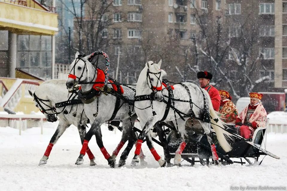 Копыта коня в снегу. Снег летит из под копыт. Снег из-под копыт лошади. Свадебная тройка лошадей зимой. Лошади в снегу.