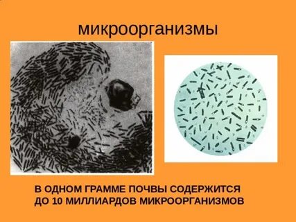 Микроорганизмы обитатели почвы