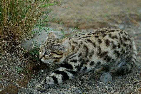 Чернолапая кошка