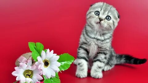 Шотландская кошка добрая