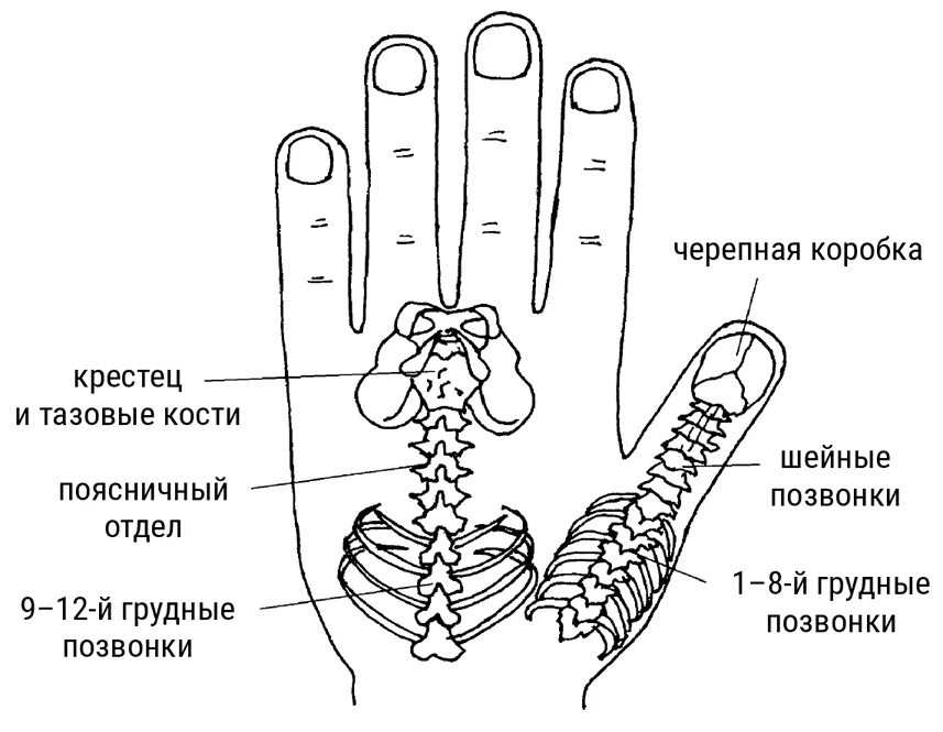 Точки на тыльной стороне ладони. Стороны ладони. Су джок терапия точки на ладони. Су джок поясничный отдел. Су джок проекция позвоночника.