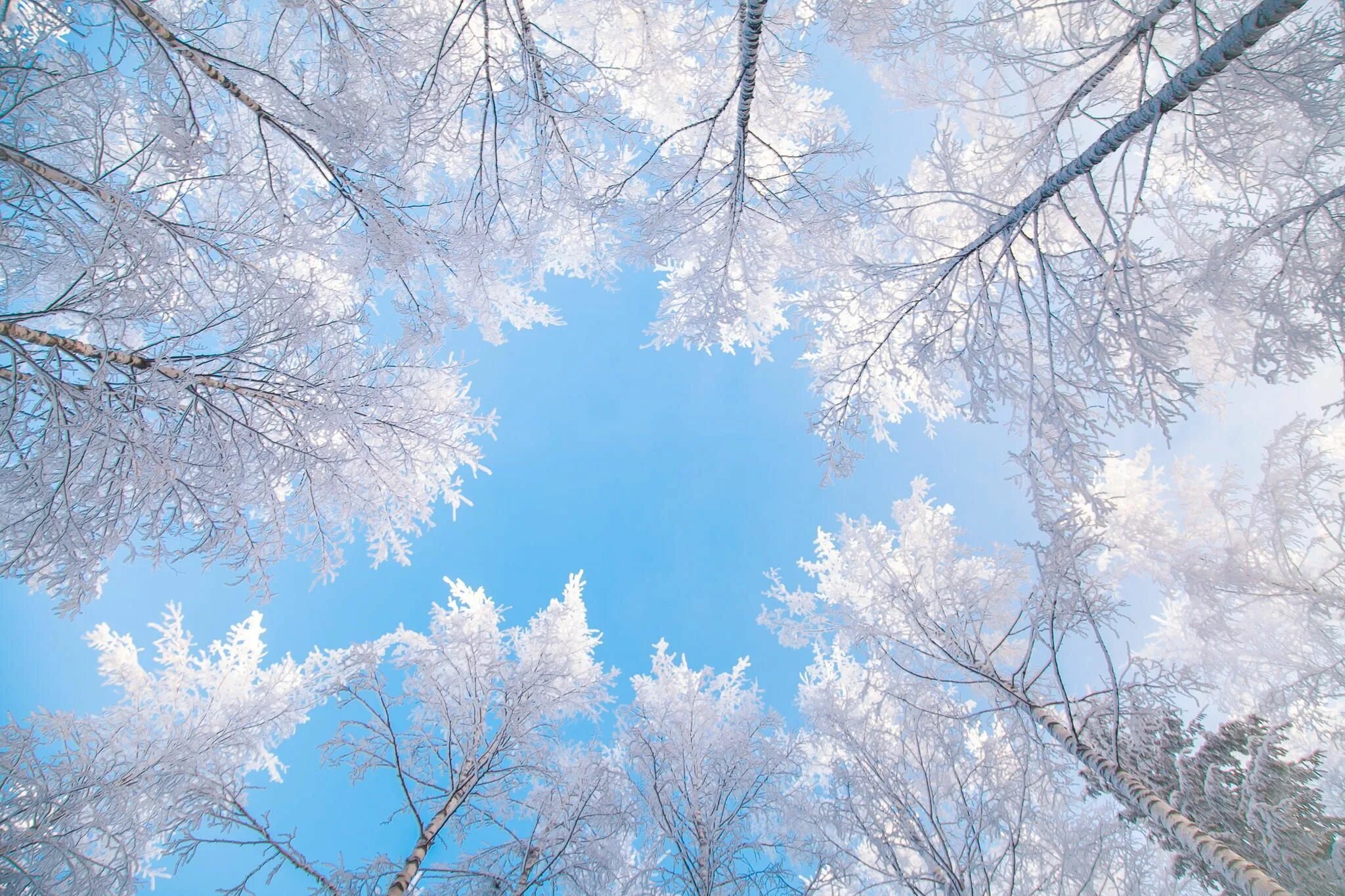 Зима верхушки деревьев. Зимнее дерево. Зимнее небо. Небо зимой.