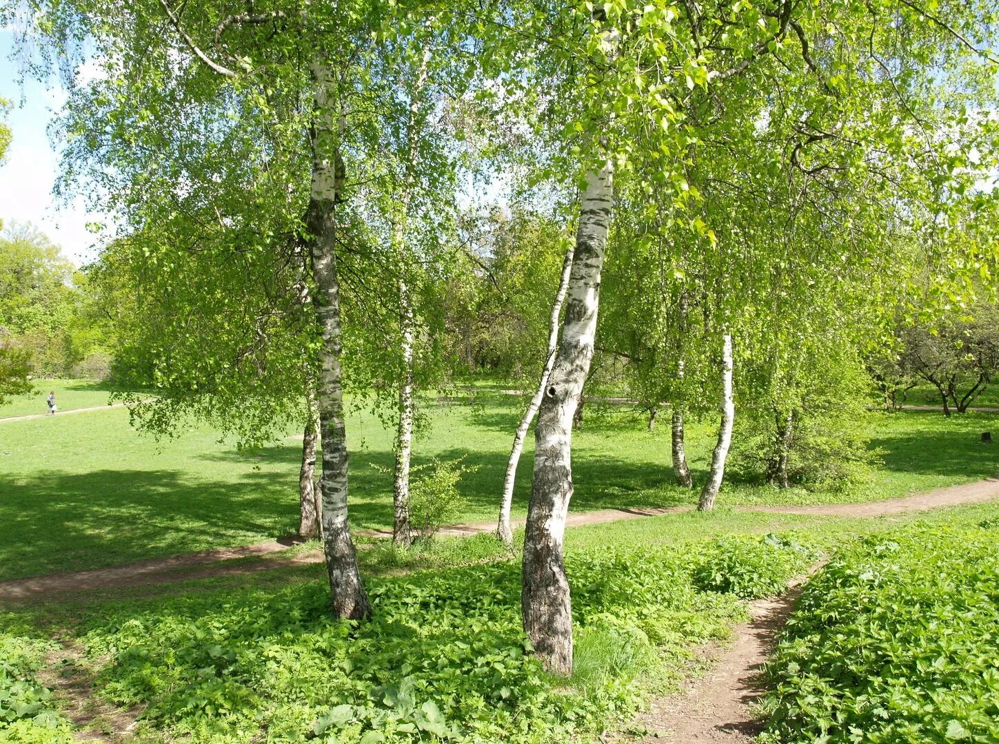 Березы в Новосибирске в Ботаническом саду. Береза Жакмана. Удмуртия Родники березы. Береза обыкновенная многоствольная. Волжская березка