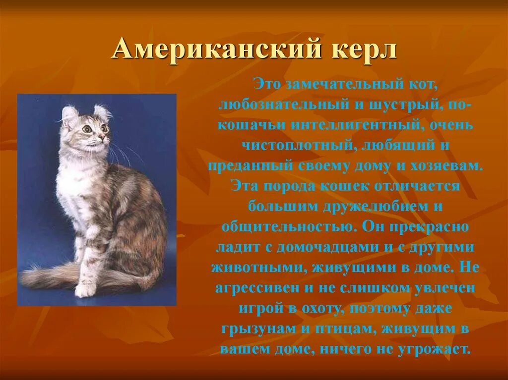 Американский керл описание. Порода котов американский керл. американский керл кот характер. факты о кошке американский керл. доклад про породу кошек.