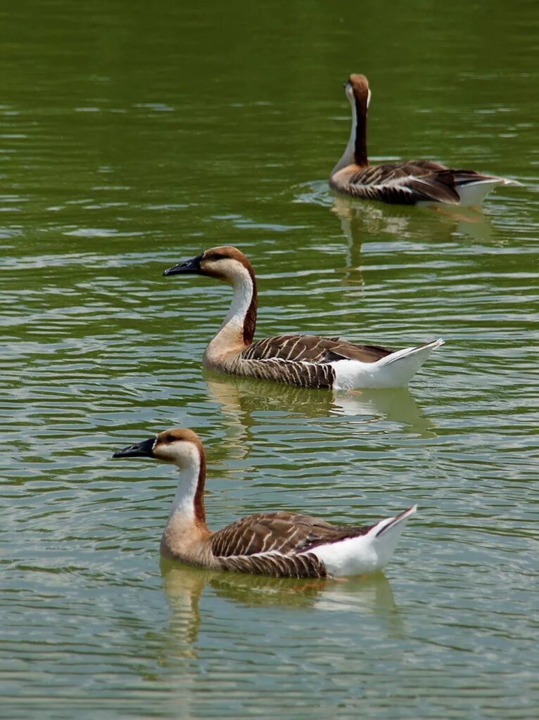 Сухонос даурский. Гусеобразные представители. Гусеобразные представители. Гусеобразные представители. Гусеобразные представители.