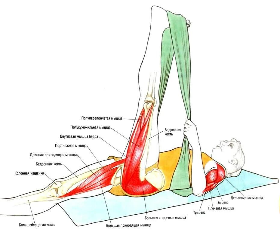 Растяжка четырехглавой мышцы. Растяжка длинной малоберцовой мышцы. Мышцы сгибатели тазобедренного сустава. Мышцы разгибатели коленного сустава. Как расширить внутреннюю