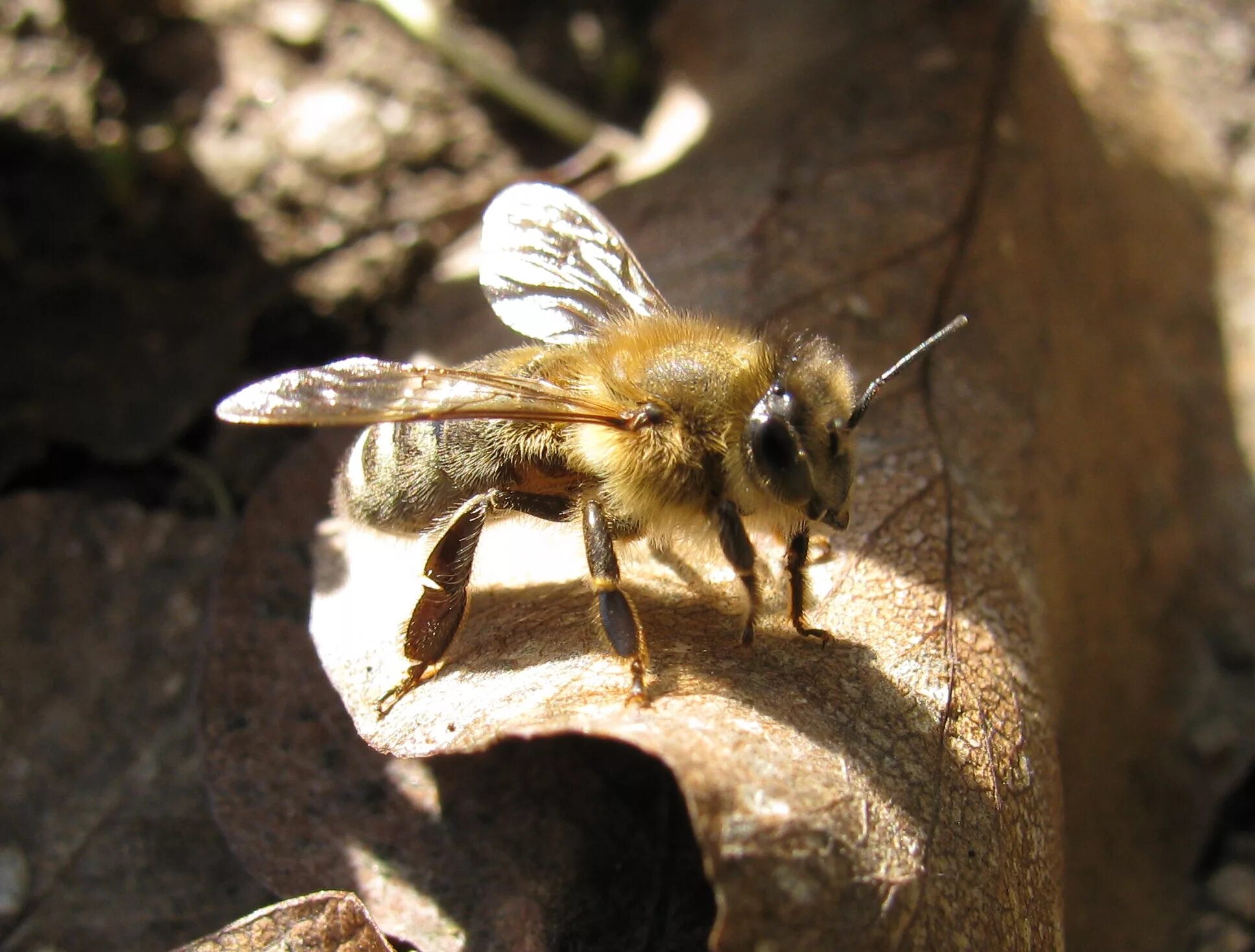 Карника порода пчел. Карпатская порода пчел. APIS mellifera carnica. Краинская порода пчел.