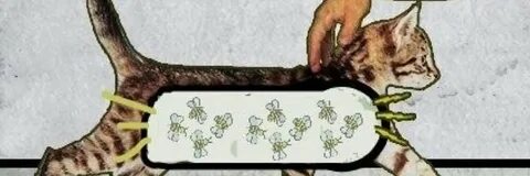 Специалисты знают что кошка