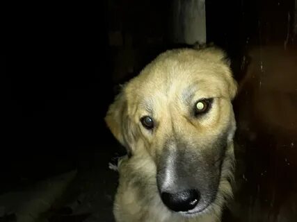Песню каждая дворняжка