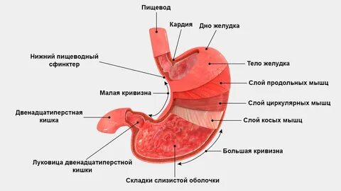 Какого цвета должен быть желудок